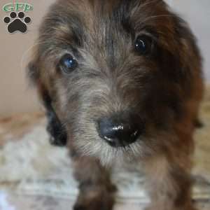 Bubbles, Mini Goldendoodle Puppy